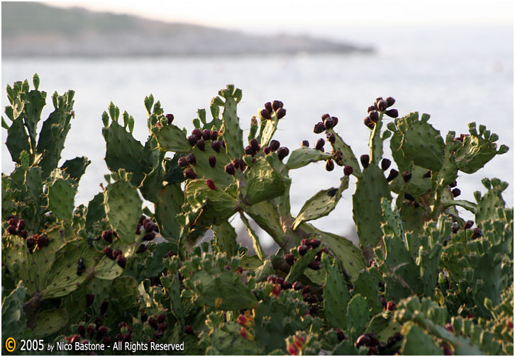 Isola-delle-Femmine-02