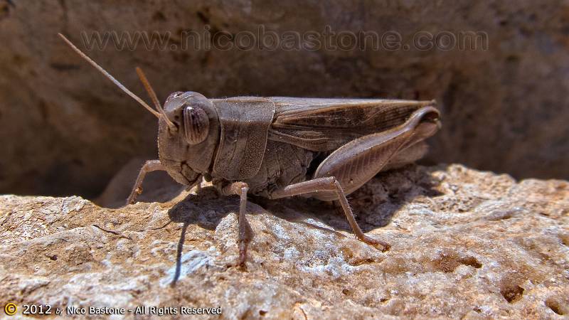 Lampedusa-1075-Large.jpg - Lampedusa "Cavalletta"