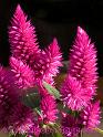 Macro-CloseUp-12 "Celosia"