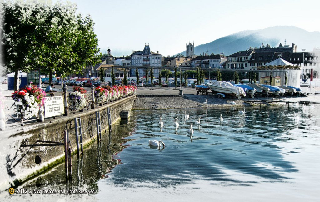 Montreux 14 "Vevey: cigni - swans"