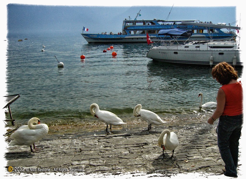 Montreux 35 "Vevey. Lac Leman: swans - Lago di Ginevra: cigni" 