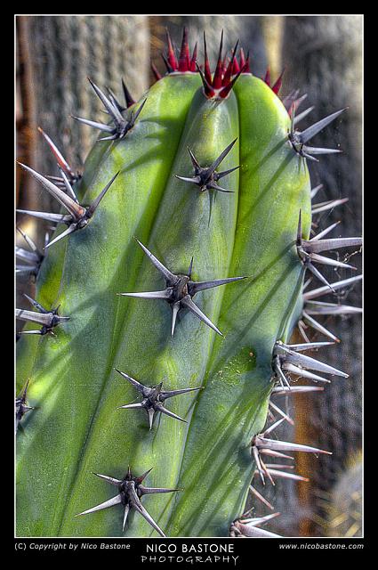 Orto_Botanico_12.jpg