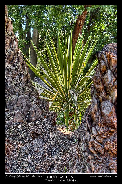 Orto_Botanico_14.jpg