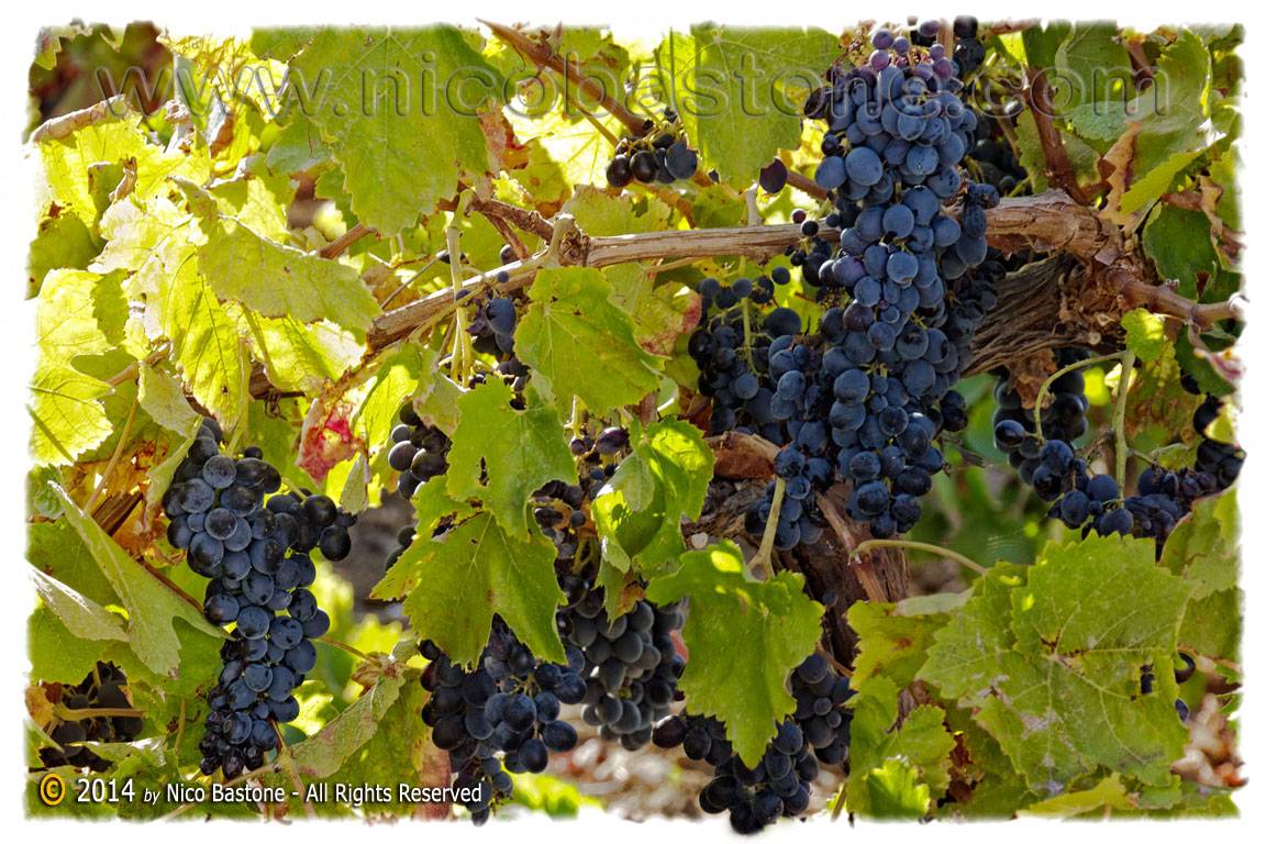 Saline 14 "Vigna con grappoli d'uva nera"