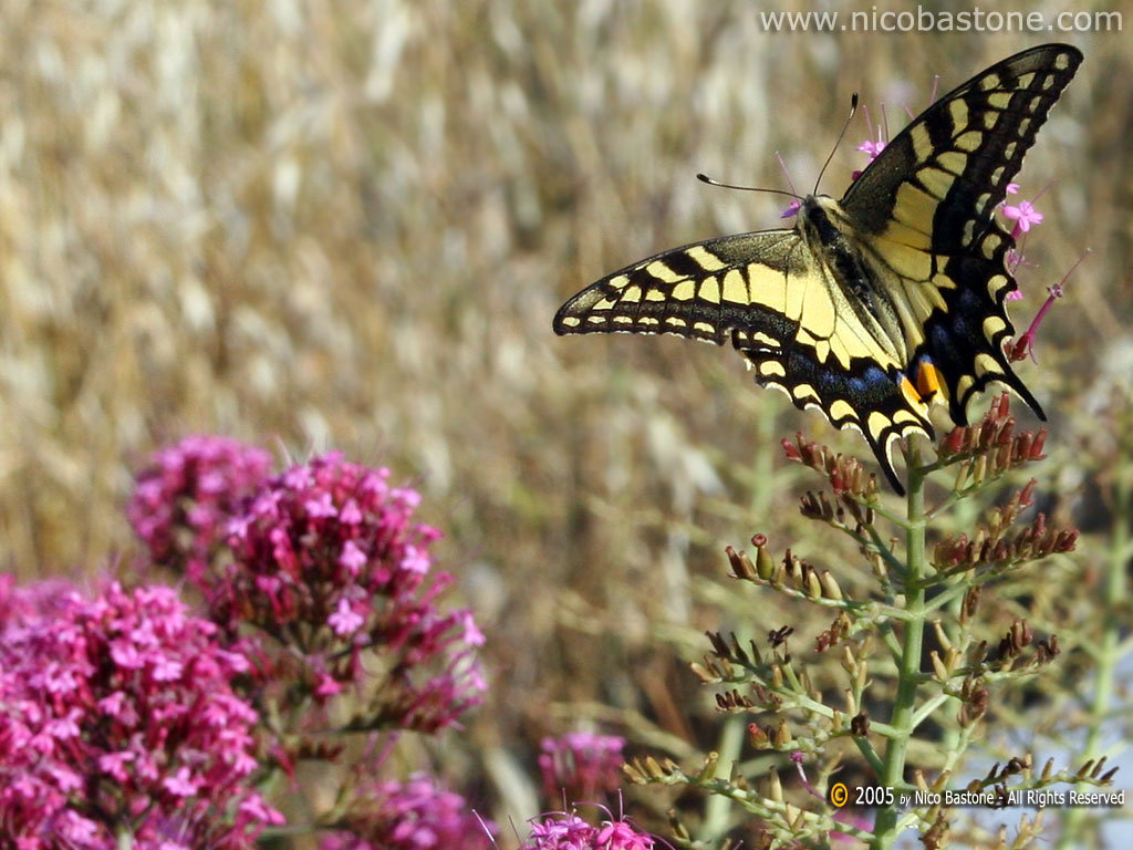 Macaone (Papilio Machaon) Swallowtail - Wallpapers Sfondi per Desktop - Copyright by Nico Bastone - All Rights Reserved