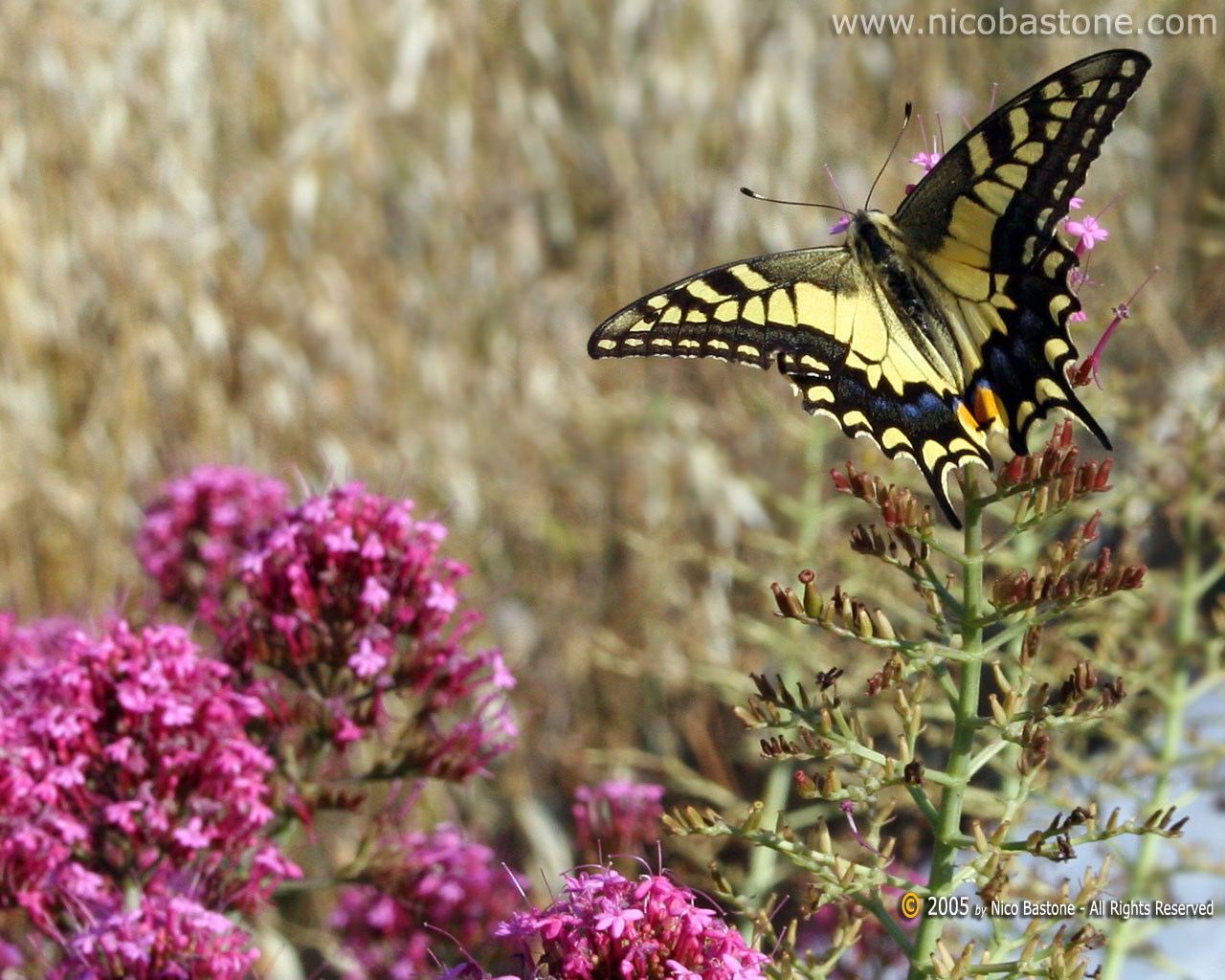 Macaone (Papilio Machaon) Swallowtail - Wallpapers Sfondi per Desktop - Copyright by Nico Bastone - All Rights Reserved