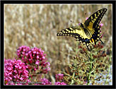 Macaone (Papilio Machaon) Swallowtail # 1
