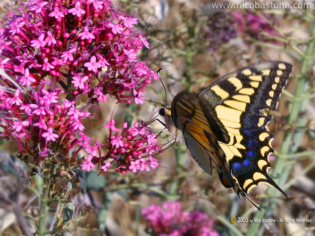 Macaone (Papilio Machaon) Swallowtail - Wallpapers Sfondi per Desktop - Copyright by Nico Bastone - All Rights Reserved