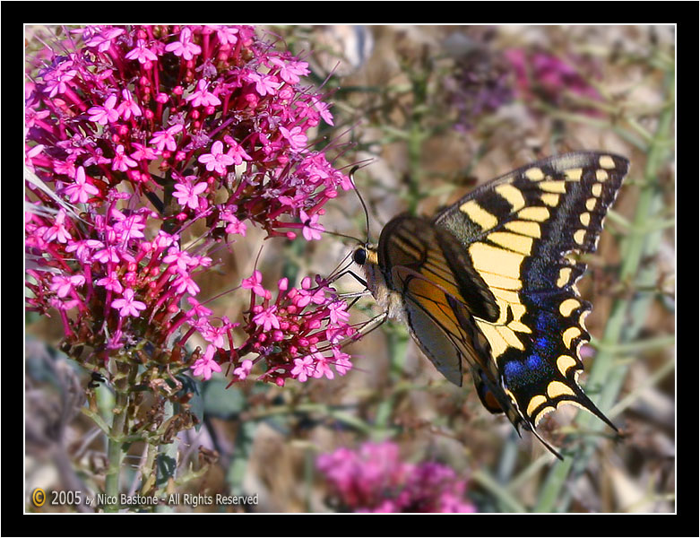 Macaone (Papilio Machaon) Swallowtail # 2