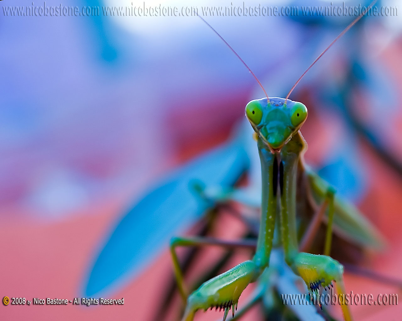 Mantide Religiosa - A praying mantes - Wallpapers Sfondi per Desktop - Copyright by Nico Bastone - All Rights Reserved