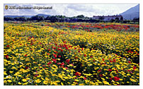 Scopello - TRAPANI "Fields in a spring day..."