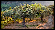 Mirto ME- Nebrodi "Ulivi in controluce - Olives against the light"