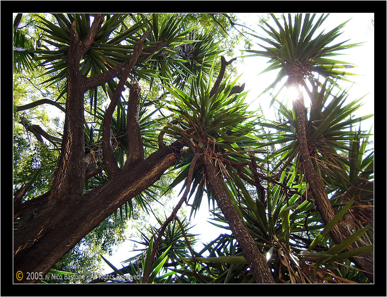 Orto Botanico Palermo "Natura 05" - Palermo Botanical Garden "Nature 05"