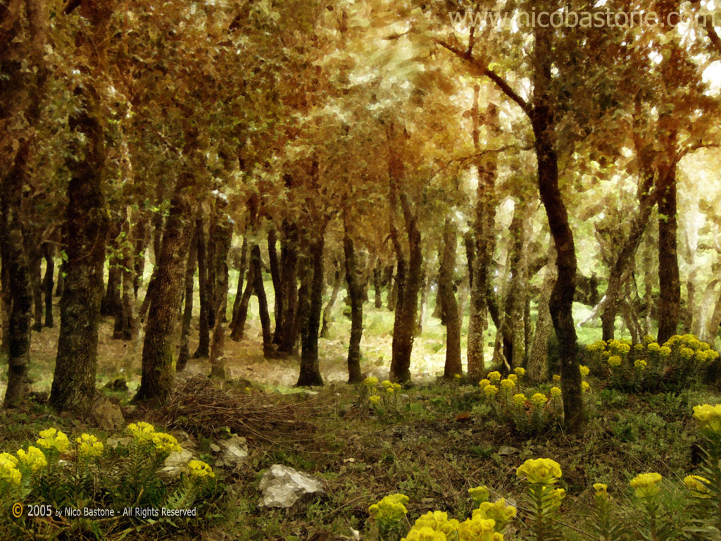 Piano Zucchi: colori nel bosco - colors in the wood - Wallpapers Sfondi per Desktop - Copyright by Nico Bastone - All Rights Reserved