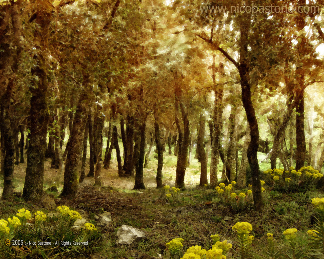 Piano Zucchi: colori nel bosco - colors in the wood - Wallpapers Sfondi per Desktop - Copyright by Nico Bastone - All Rights Reserved