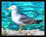 Gabbiano, Seagull # 2 Foto gabbiani, Seagulls photos, fotos, images, pictures, pics